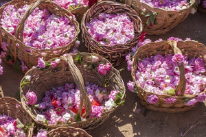 10 цікавих фактів про болгарської троянди